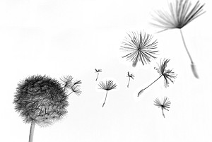 Dandelion